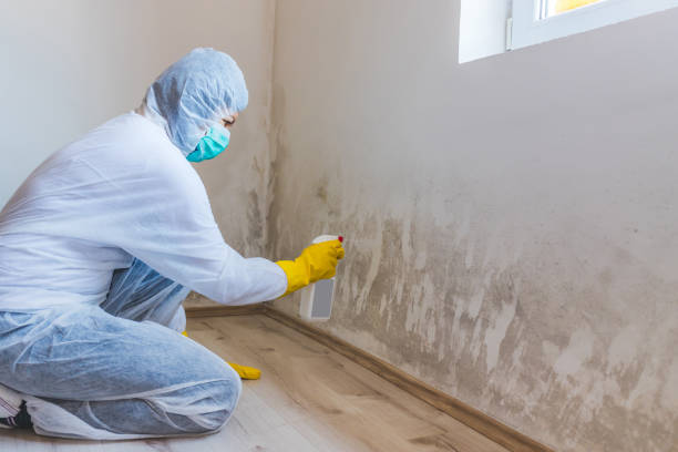 Licensed Basement Mold Remediation service in Ferndale, PA - Mold Remediation HQ