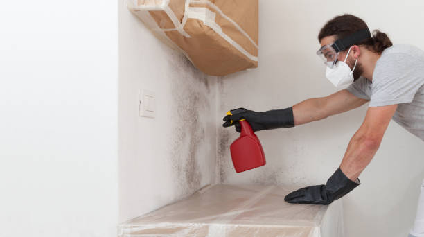 Professional Basement Mold Remediation technician working in Ferndale, PA