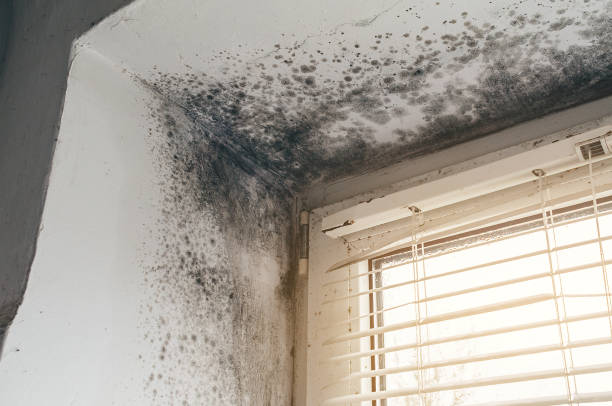 Affordable Basement Mold Remediation solutions in Ferndale, PA
