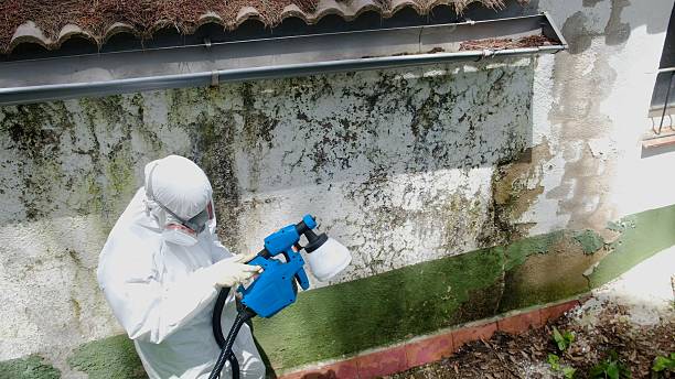 Top rated local Basement Mold Remediation specialists in Ferndale, PA
